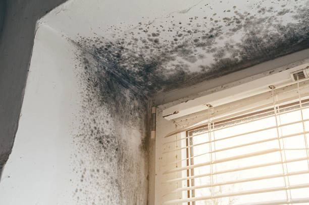 Affordable Basement Mold Removal solutions in Boiling Springs, NC