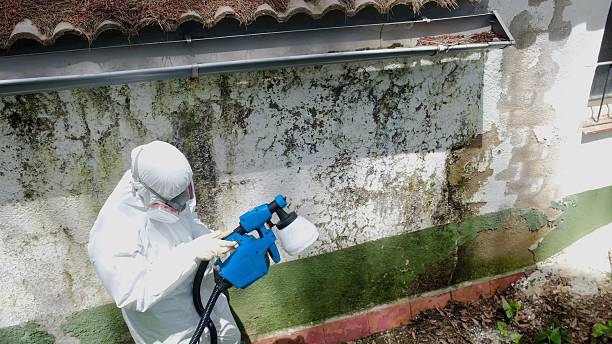 Top rated local Basement Mold Removal specialists in Boiling Springs, NC